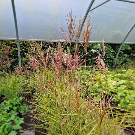 Miscanthus sin. Boucle - image 4
