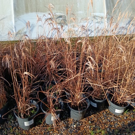 Miscanthus sin. Boucle