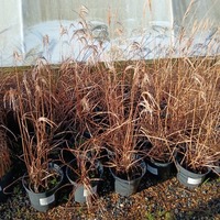 Miscanthus sin. Boucle - image 3