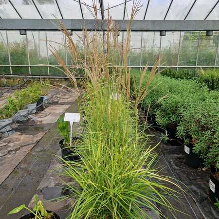 Miscanthus sin. Ferner Osten - image 2