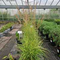 Miscanthus sin. Ferner Osten - image 2
