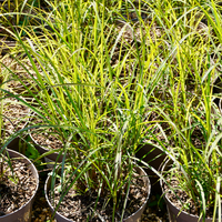 Miscanthus sin. Ferner Osten - image 2