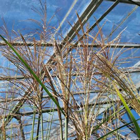 Miscanthus sin. Herman Mussel - image 1