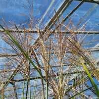 Miscanthus sin. Herman Mussel