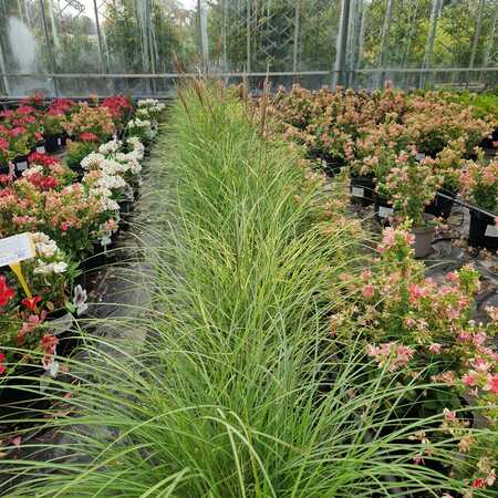 Miscanthus sin. Indian Summer - image 2