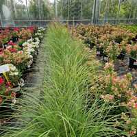 Miscanthus sin. Indian Summer - image 2