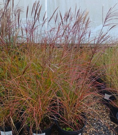 Miscanthus sin. Indian Summer
