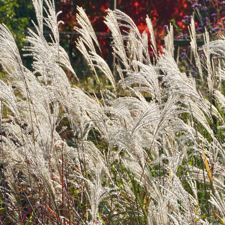 Miscanthus sin. Kleine Fontane - image 1