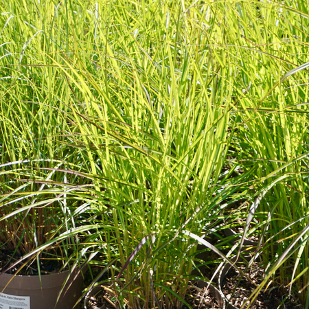 Miscanthus sin. Kleine Fontane - image 2
