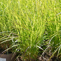 Miscanthus sin. Kleine Fontane - image 2