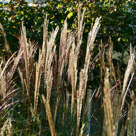Miscanthus sin. Kleine Silberspinne - image 1