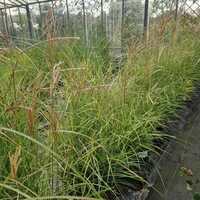 Miscanthus sin. Kleine Silberspinne - image 2