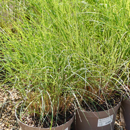 Miscanthus sin. Kleine Silberspinne - image 2