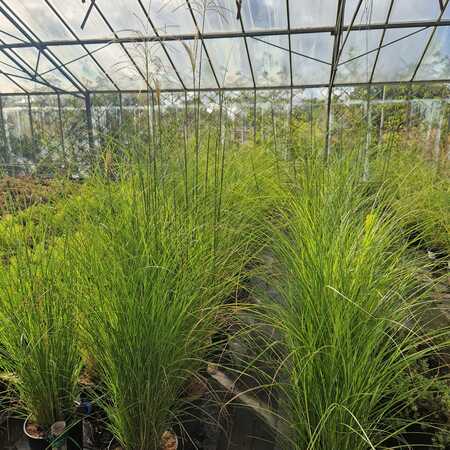 Miscanthus sin. Malepartus - image 2