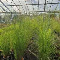 Miscanthus sin. Malepartus - image 2