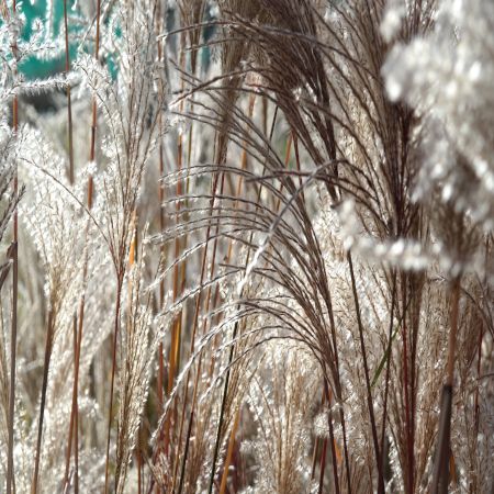 Miscanthus sin. Malepartus