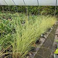 Miscanthus sin. Morning Light