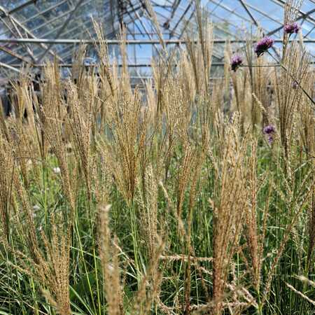 Miscanthus sin. Yakushima Dwarf - image 1