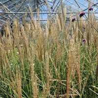 Miscanthus sin. Yakushima Dwarf - image 1