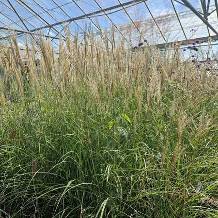 Miscanthus sin. Yakushima Dwarf - image 2