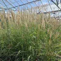 Miscanthus sin. Yakushima Dwarf - image 2