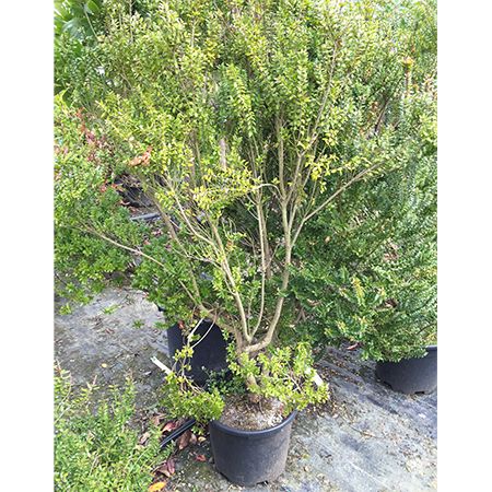 Myrtus communis Tarentina