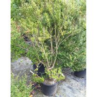 Myrtus communis Tarentina