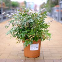 Nandina dom. Gulf Stream