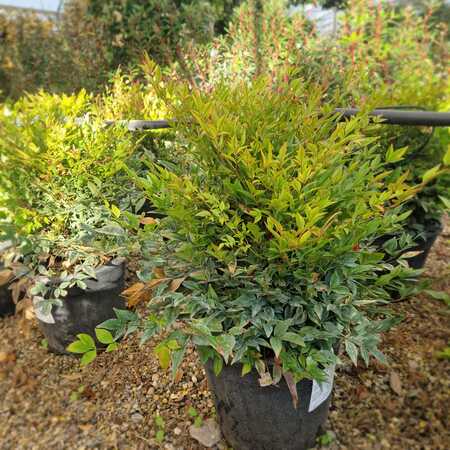 Nandina dom. Gulf Stream