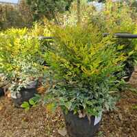 Nandina dom. Gulf Stream