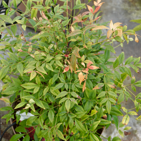 Nandina dom. Gulf Stream