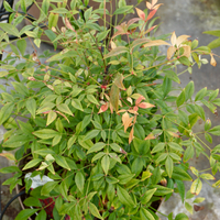 Nandina dom. Gulf Stream
