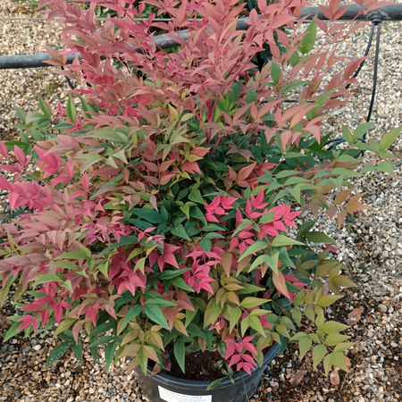 Nandina dom. Gulf Stream Rubra