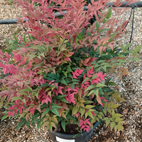 Nandina dom. Gulf Stream Rubra