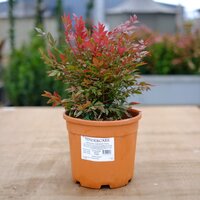 Nandina dom. Gulf Stream Rubra