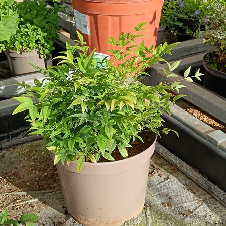 Nandina dom. Lemon-Lime