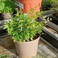 Nandina dom. Lemon-Lime
