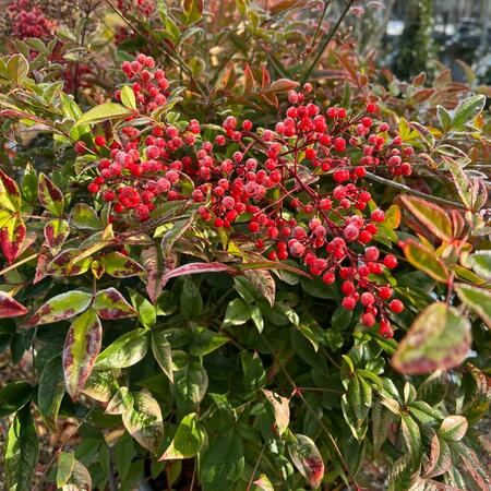 Nandina domestica