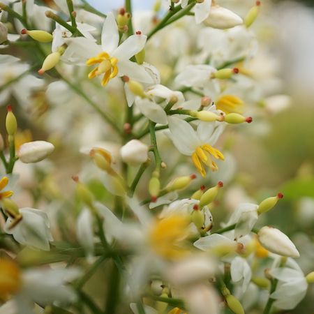 Nandina domestica - image 1
