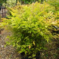 Nandina domestica