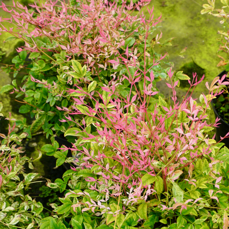 Nandina domestica Twilight