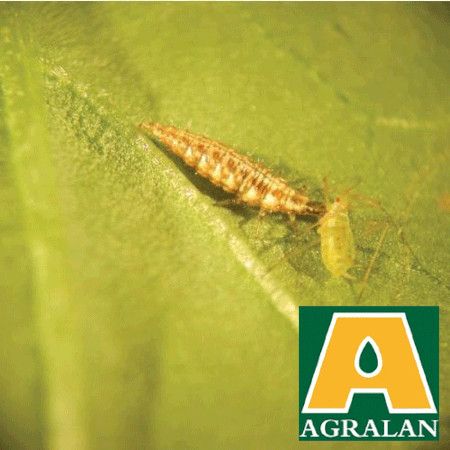 Natural Pest Control Aphid Protect