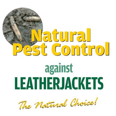 Natural Pest Control Leatherjacket