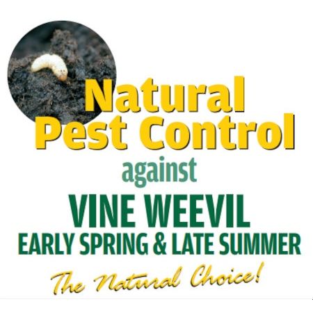 Natural Pest Control Vine Weevil E