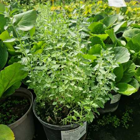 Nepeta rac. Walkers Low