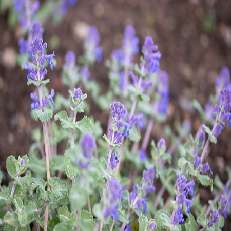 Nepeta racemosa Grog