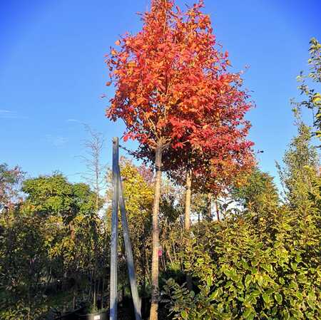 Nyssa sylvatica  Order online @ Tendercare