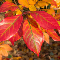 Nyssa sylvatica  Order online @ Tendercare