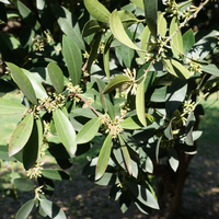 Olea europaea Cipressino - image 1