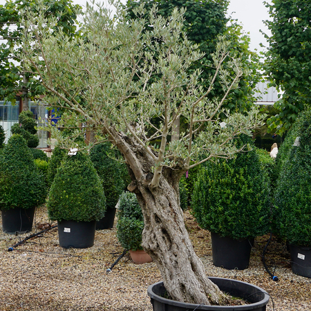 Olea europaea | Order online @ Tendercare